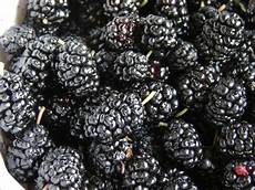 Black Mulbery Jam